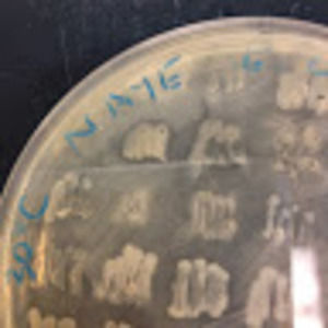 Meet your Posher, Leslie